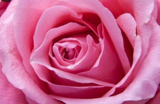 Roses takatifu: ishara ya kiroho ya waridi