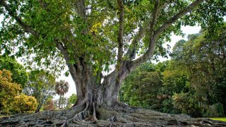 Spirituale offert prodigiosus dictata in ficus in biblia