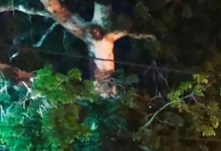 Gambar Yesus muncul di batang pokok di Colombia