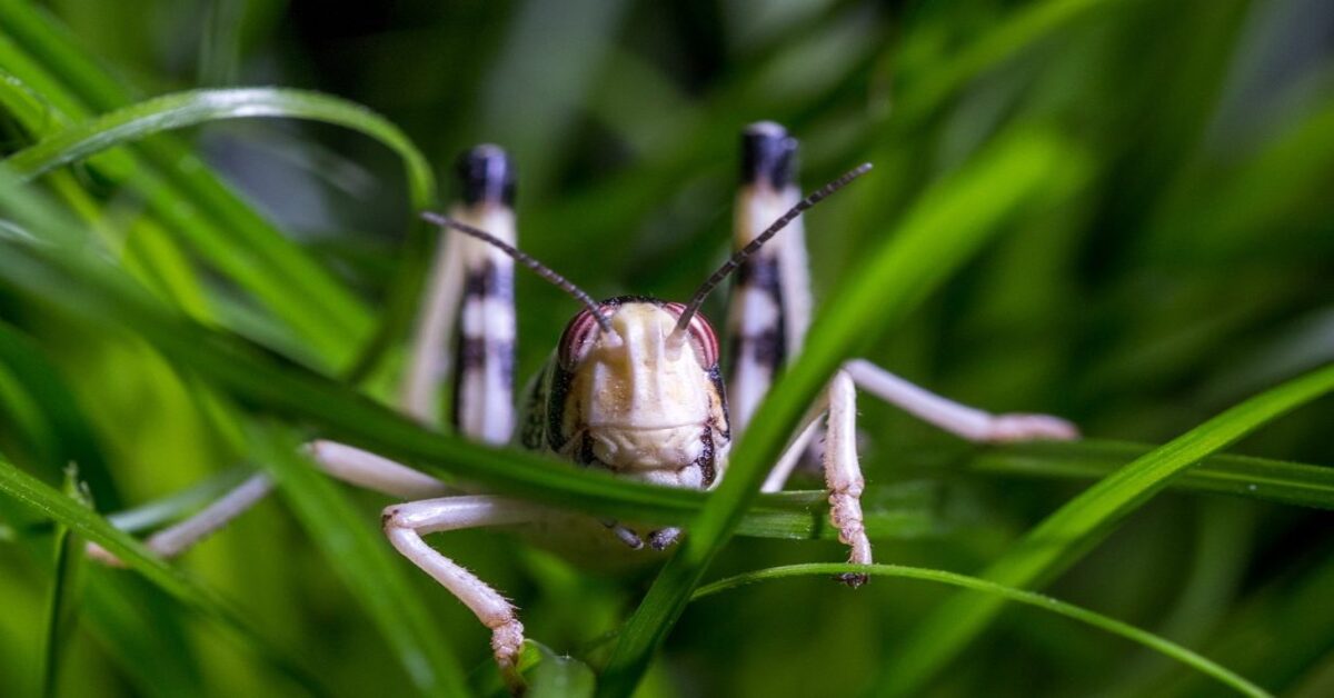 Dè tha na locust a ’samhlachadh anns a’ Bhìoball?