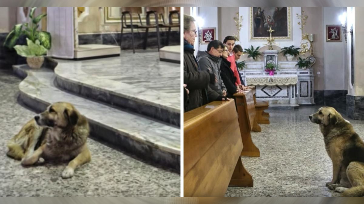 Deze hond gaat elke dag naar de mis na de dood van zijn minnares