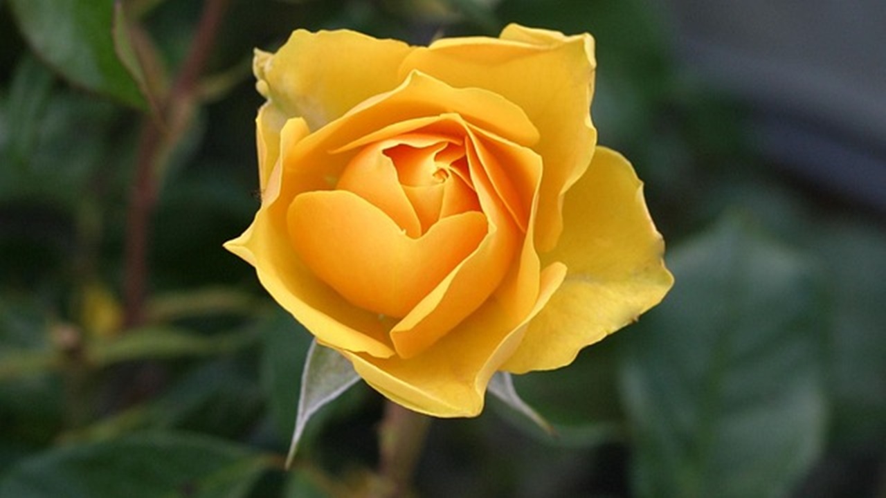 жолта роза