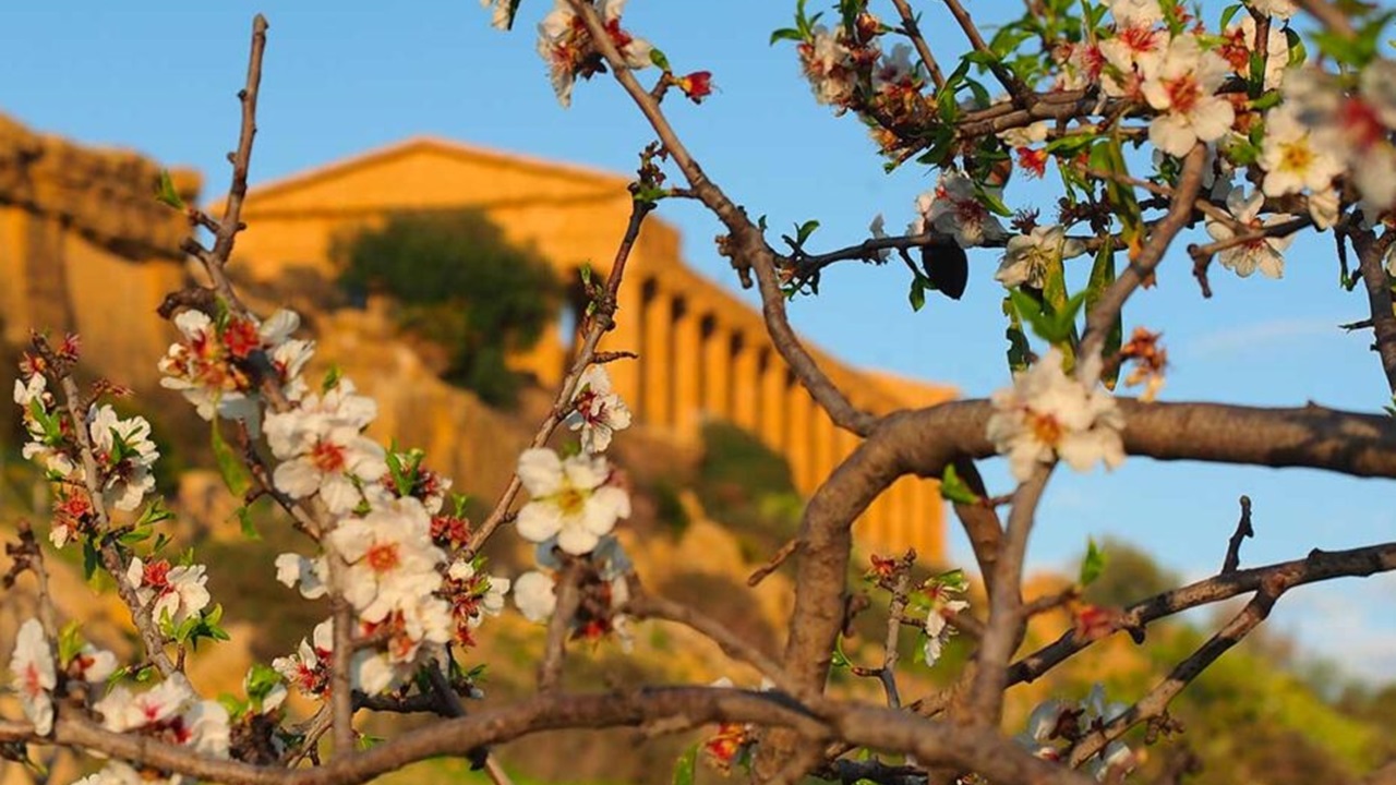 mandorlo in fiore