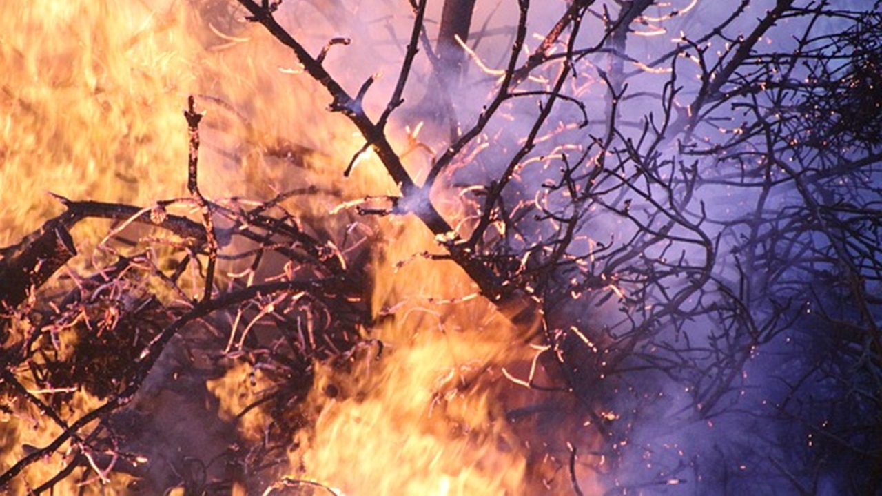 hutan terbakar